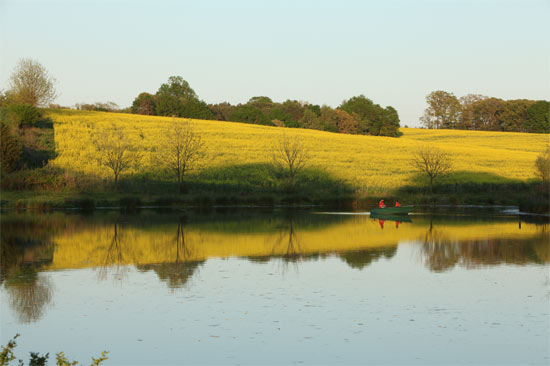 Non-gmo canola farmily farm field