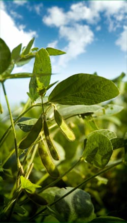 Non-gmo organic field crops