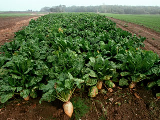 GM Sugar Beets growing