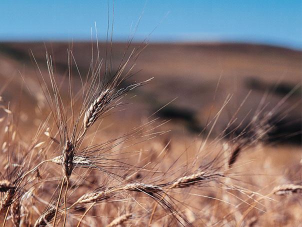 Organic food companies collaborating to increase organic grain supply