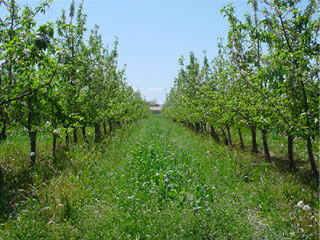 GM Canola, herbicide resistant weed in California