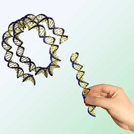 dna-strand-in-gmo